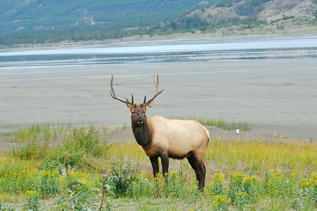 Canada, Alberta, Jasper National Park. Male elk in field.