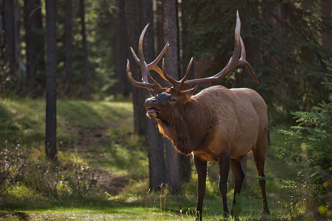 Canada, Alberta, Jasper National Park. Male elk calling.