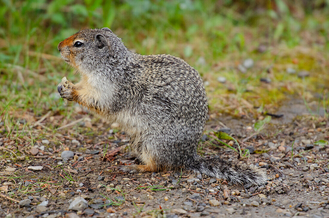 Canada, Alberta, Banff National Park. Columbian ground squirrel close-up.