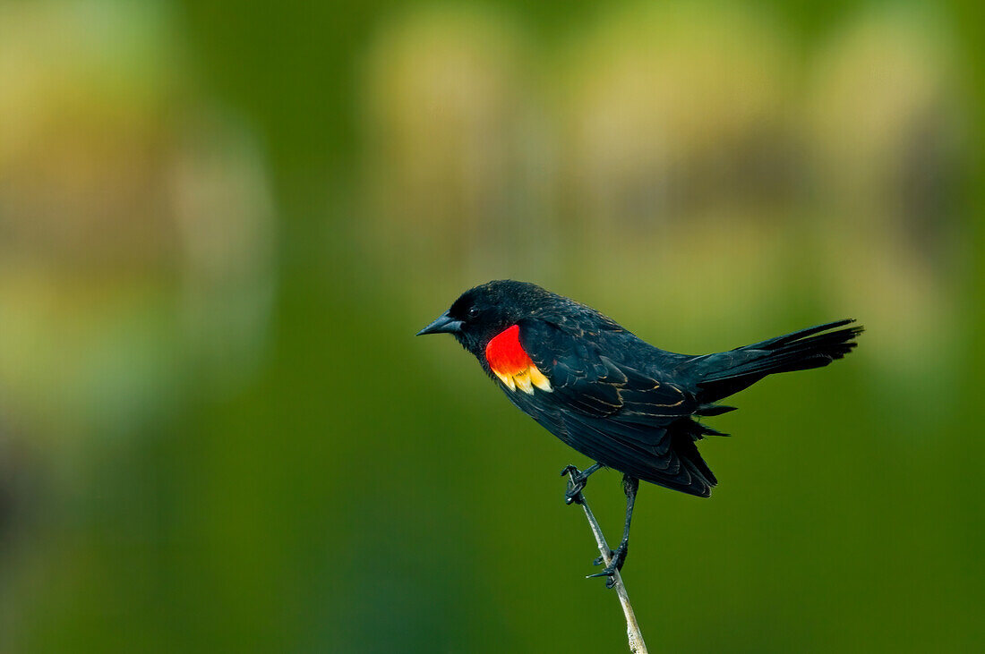 Canada, Alberta, Banff National Park. Male red-winged blackbird in spring plumage.