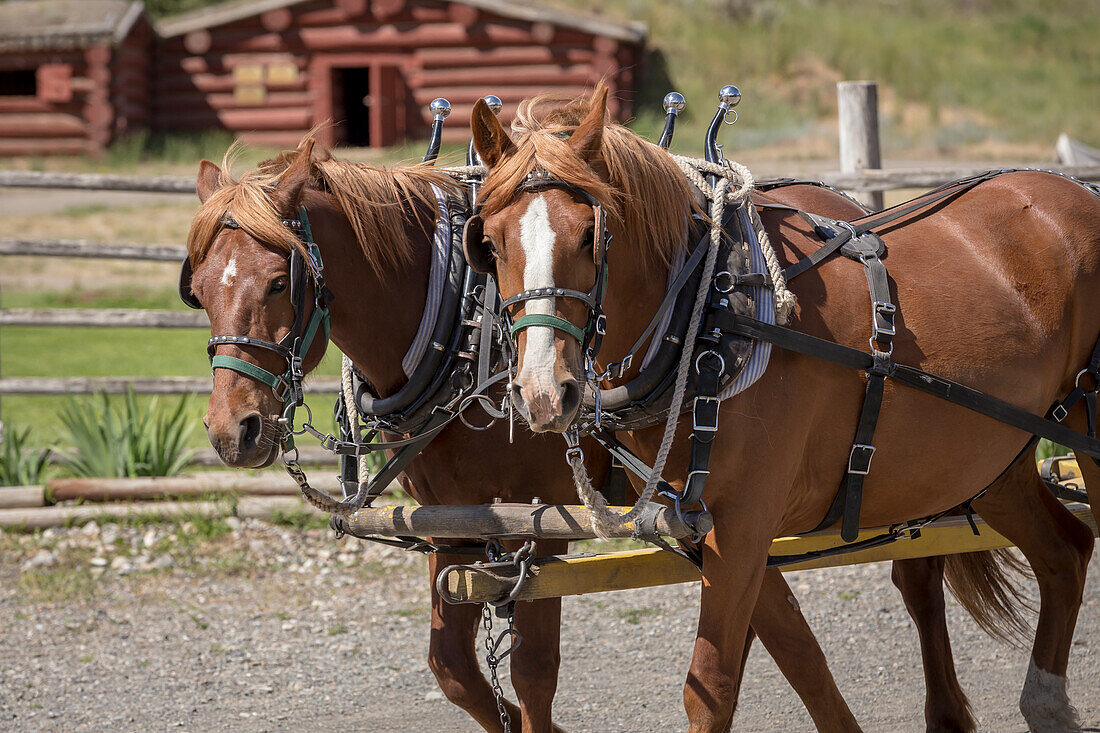 Canada, British Columbia, Cache Creek. Horses pulling stagecoach