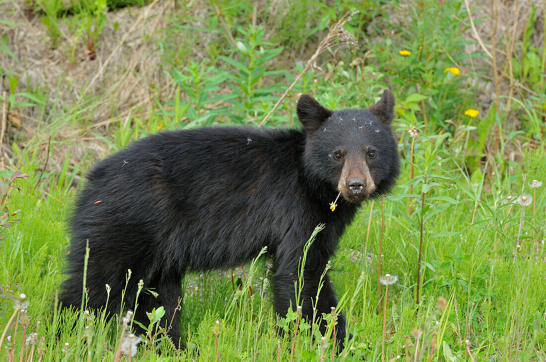Canada, British Columbia, Whistler. American black bear cub close-up.