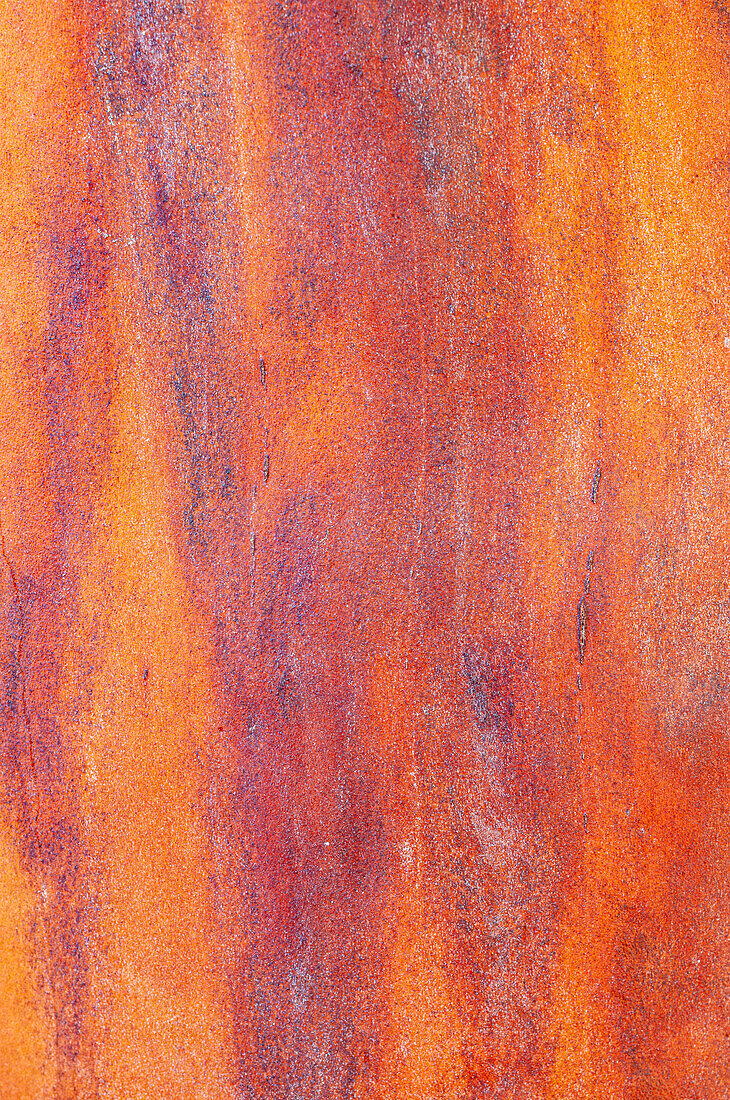 Canada, British Columbia. Bark detail of madrone tree smooth bark.