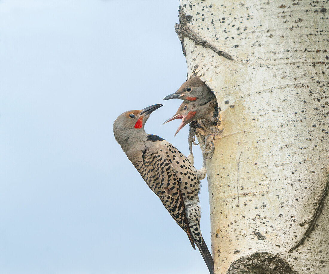 Canada, British Columbia. Adult male Northern Flicker (Colaptes auratus) at nest hole with chicks.