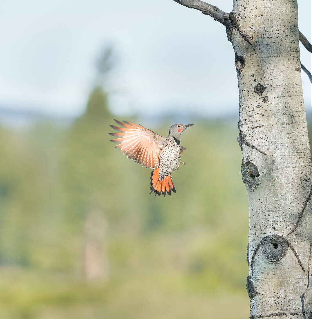 Canada, British Columbia. Adult male Northern Flicker (Colaptes auratus) flies to nest hole in aspen tree (digital composite).