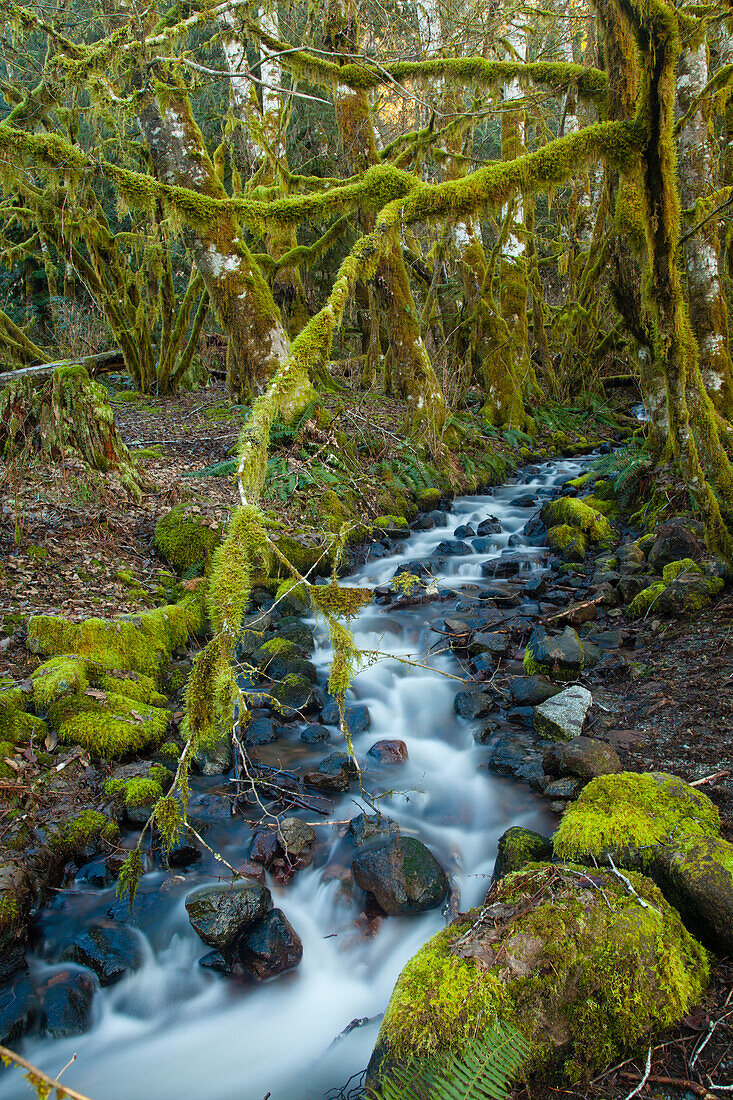 Stream in the rainforest near Alice Lake Provincial Park. Squamish, British Columbia, Canada.