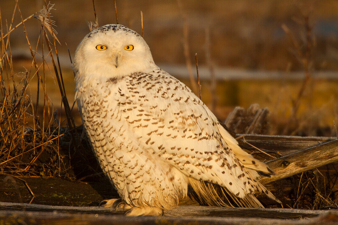 Canada, British Columbia, Snowy Owl Waiting for Prey
