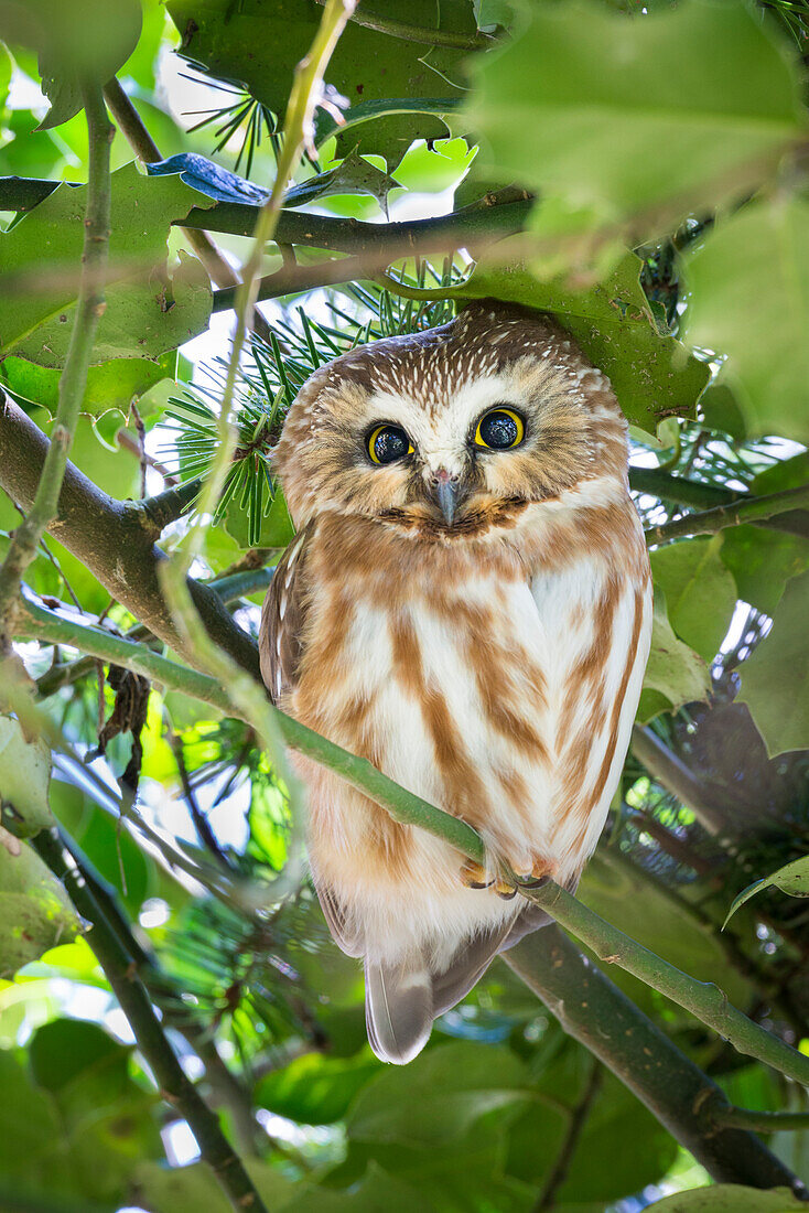 Canada, British Columbia, Reifel Migratory Bird Sanctuary. Northern saw-whet owl perched in holly bush.