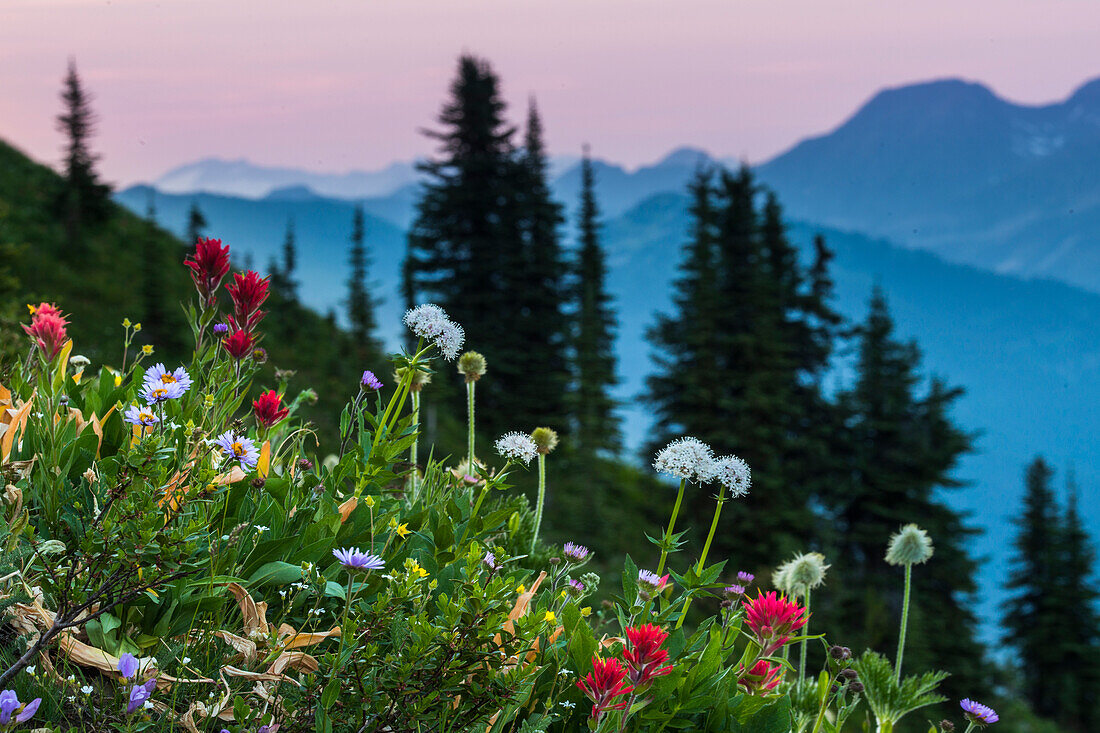 Kanada, Britisch-Kolumbien. Idaho Peak, blühende alpine Wildblumen im subalpinen Bereich.