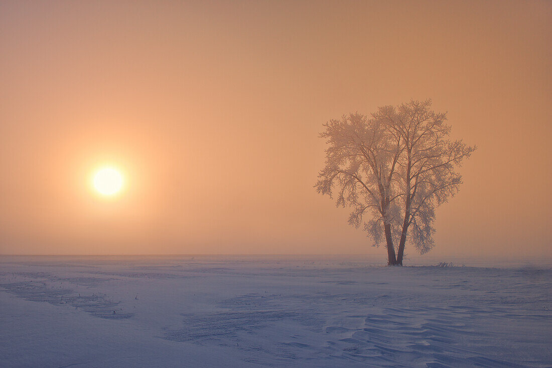 Kanada, Manitoba, Dugald. Mit Raureif bedeckter Pappelbaum im Nebel bei Sonnenaufgang