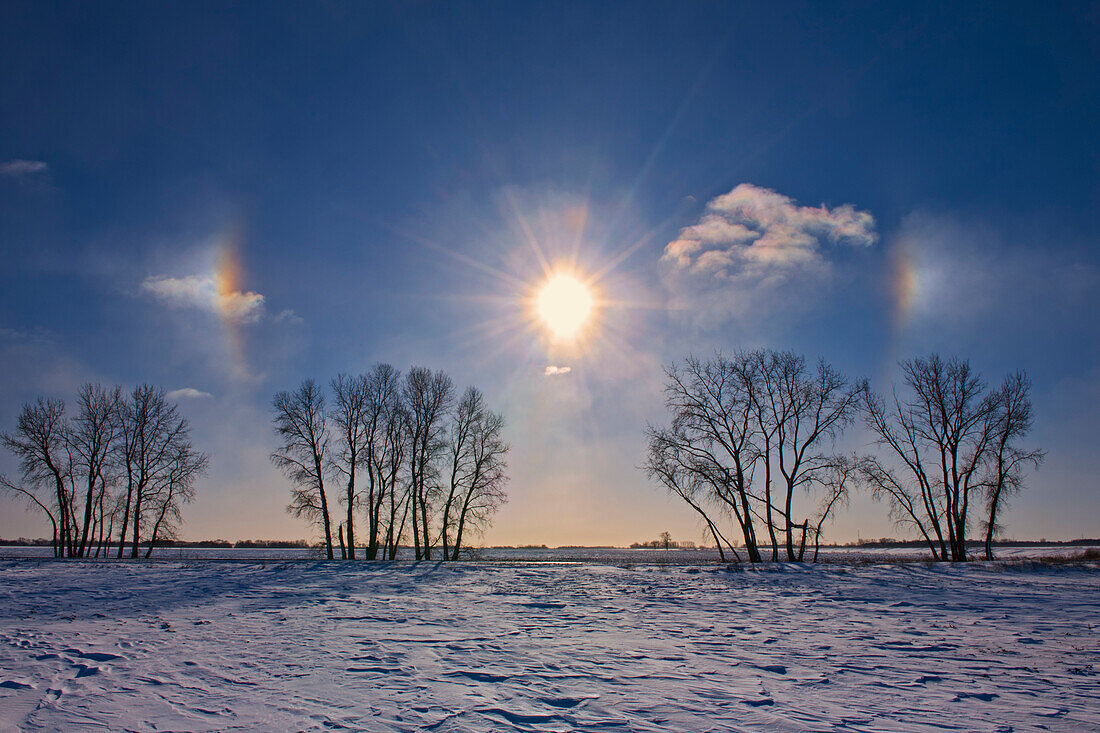 Canada, Manitoba, Grande Pointe. Sundogs and cottonwood trees