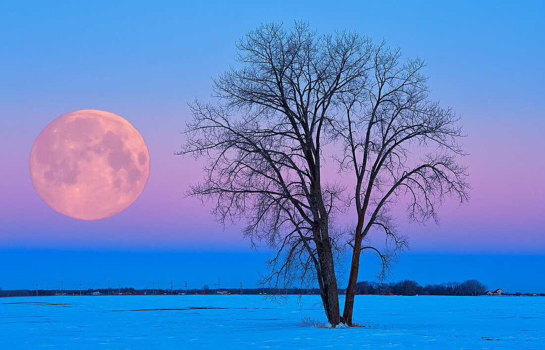 Canada, Manitoba, Dugald. Full moon and cottonwood tree at dawn