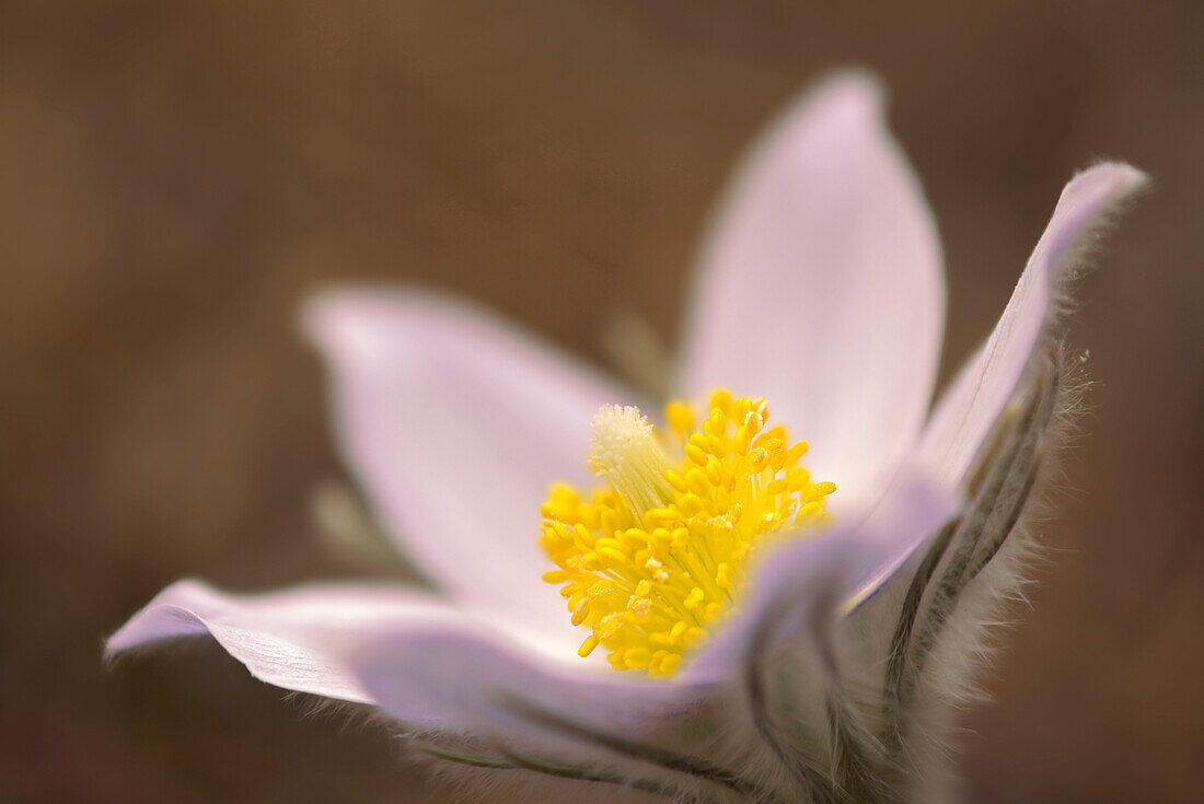 Canada, Manitoba, Mars Hill Wildlife Management Area. Detail of prairie crocus flower.