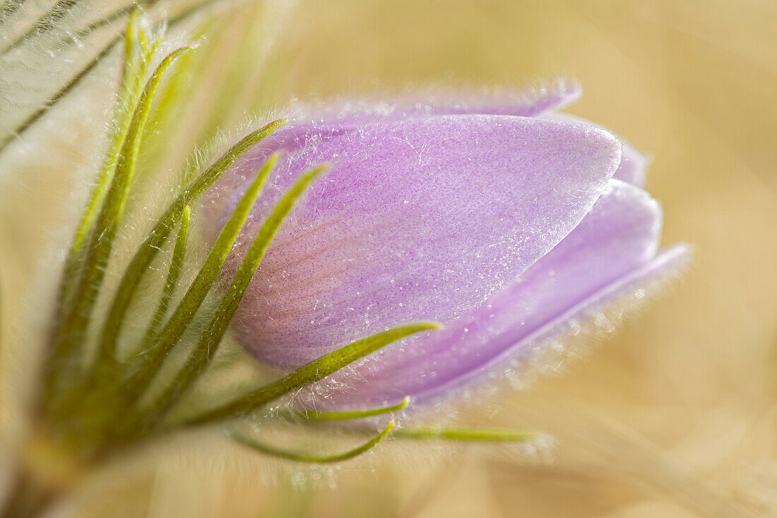 Canada, Manitoba, Winnipeg. Close-up of prairie crocus flower.