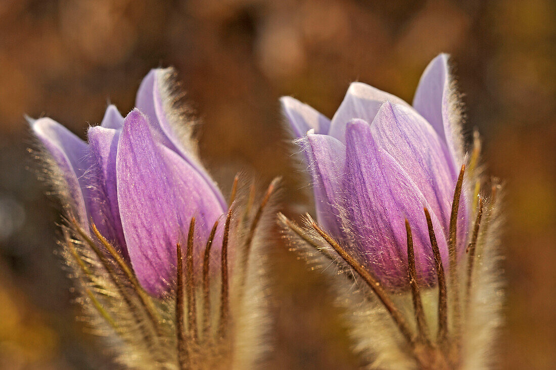Canada, Manitoba, Sandilands Provincial Forest. Prairie crocus flowers close-up.