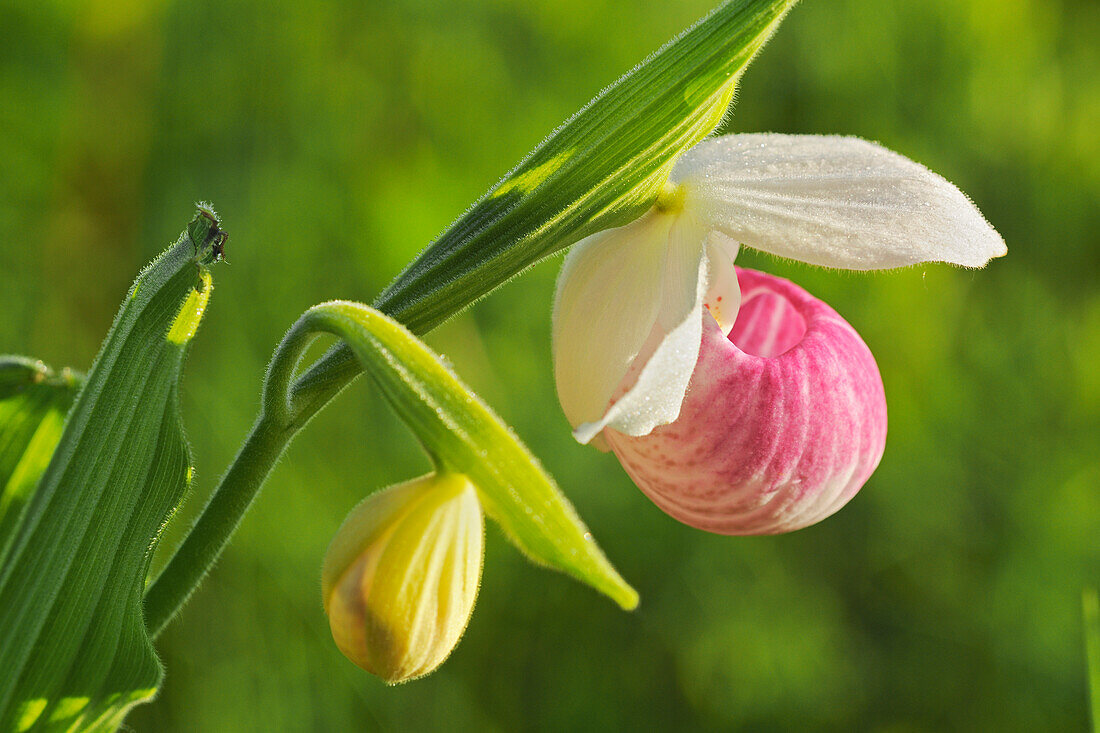 Canada, Manitoba, Richer. Showy lady's slipper orchid close-up.