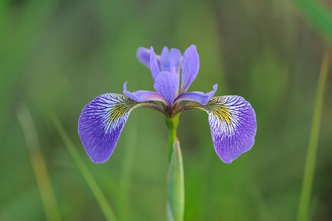 Canada, Manitoba, Whiteshell Provincial Park. Blue flag iris in field.