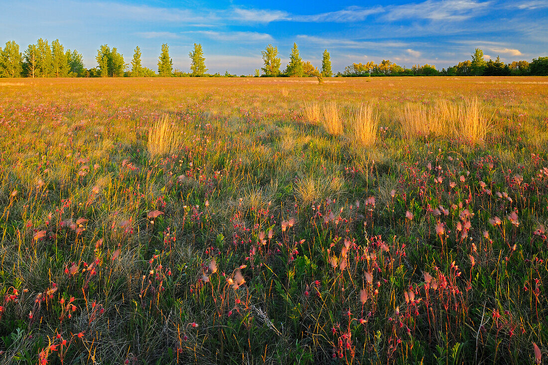 Kanada, Manitoba, Birds Hill Provincial Park. Blüten und Samenköpfe des Dreiflügeligen Enzians auf einem Feld bei Sonnenuntergang.