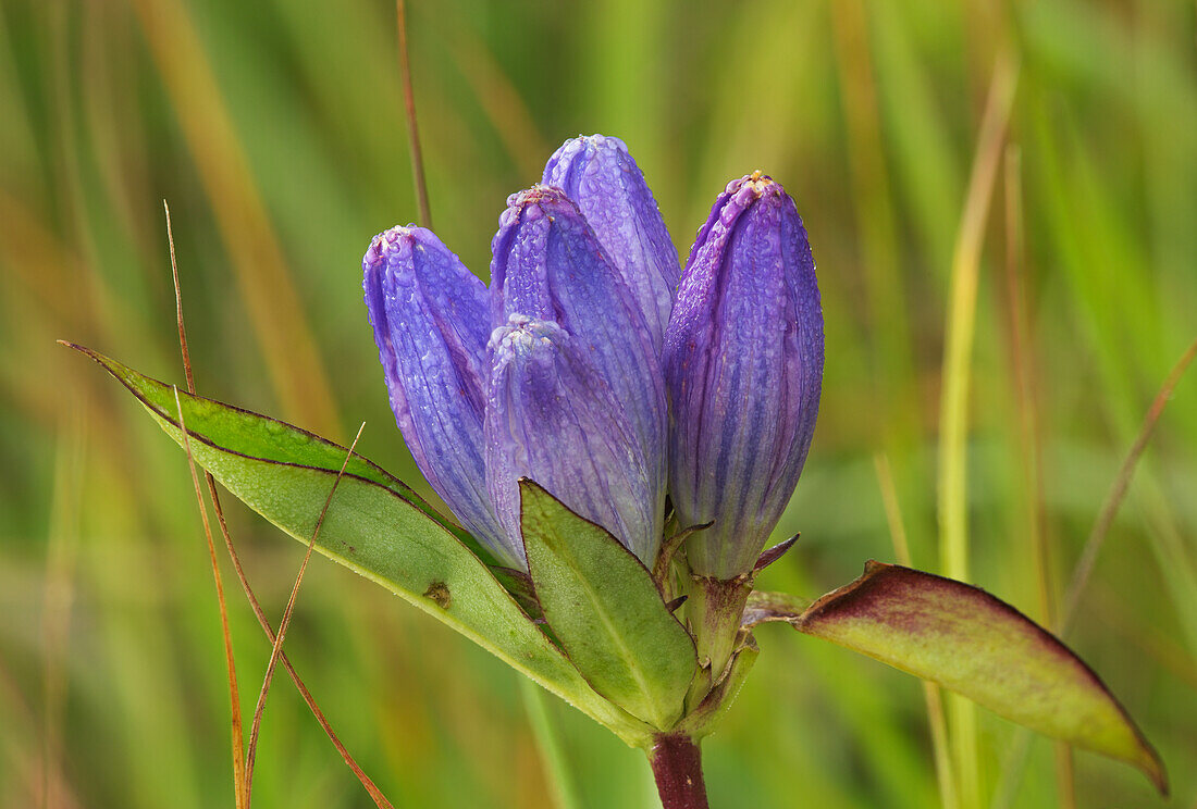 Canada, Manitoba, Tall-grass Prairie Preserve. Closed gentian flower close-up.