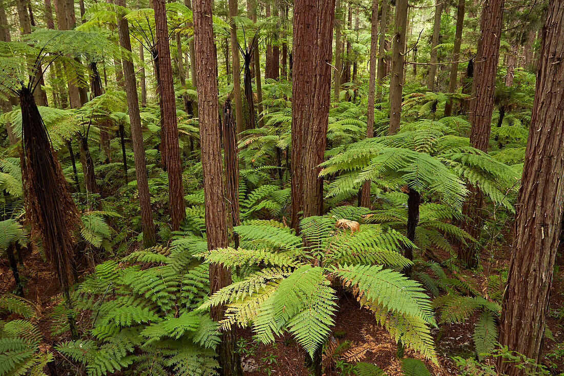 Blick über Mammutbäume und Farne vom Redwoods Treewalk in The Redwoods (Whakarewarewa Forest), Rotorua, Nordinsel, Neuseeland