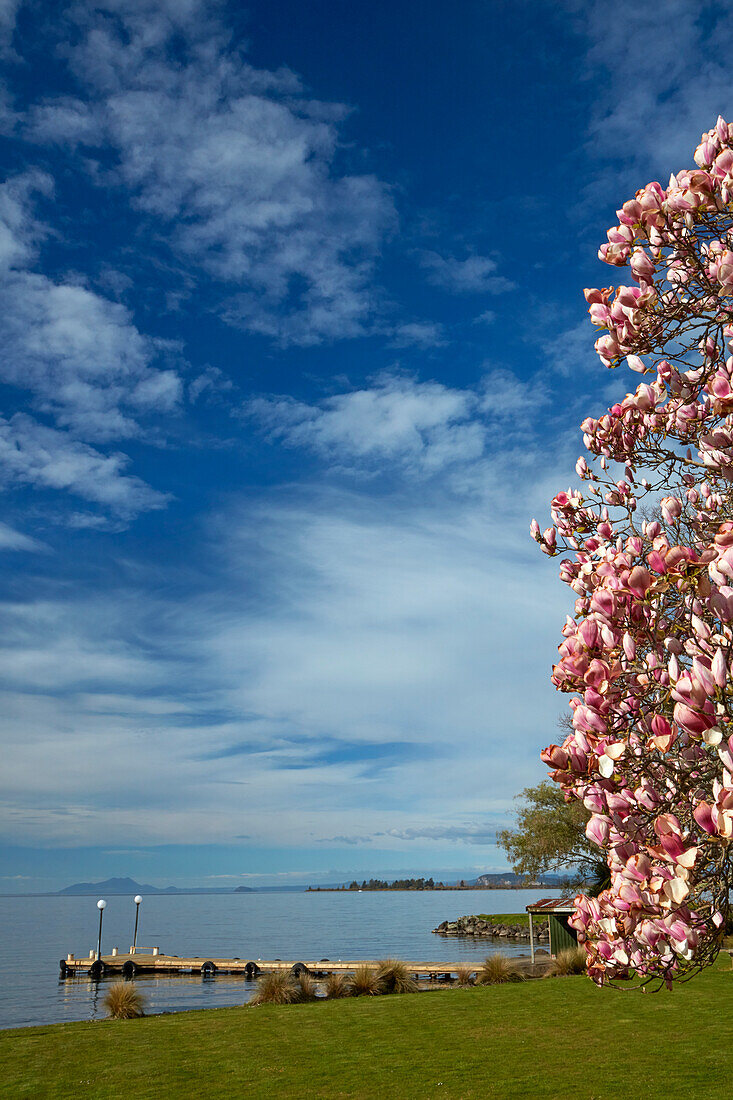 Magnolia tree in bloom, and Lake Taupo, Braxmere, Tokaanu, near Turangi, North Island, New Zealand