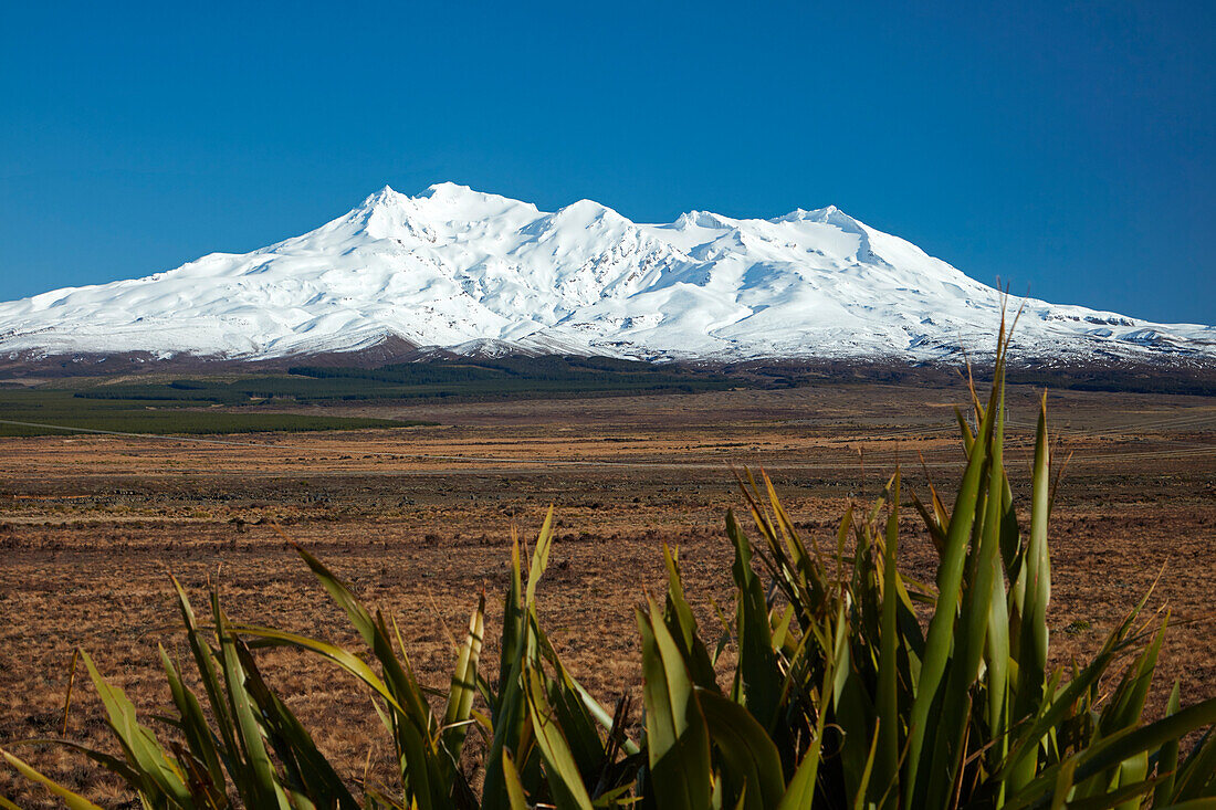 Mt Ruapehu, Rangipo Desert, and flax, Tongariro National Park, Central Plateau, North Island, New Zealand