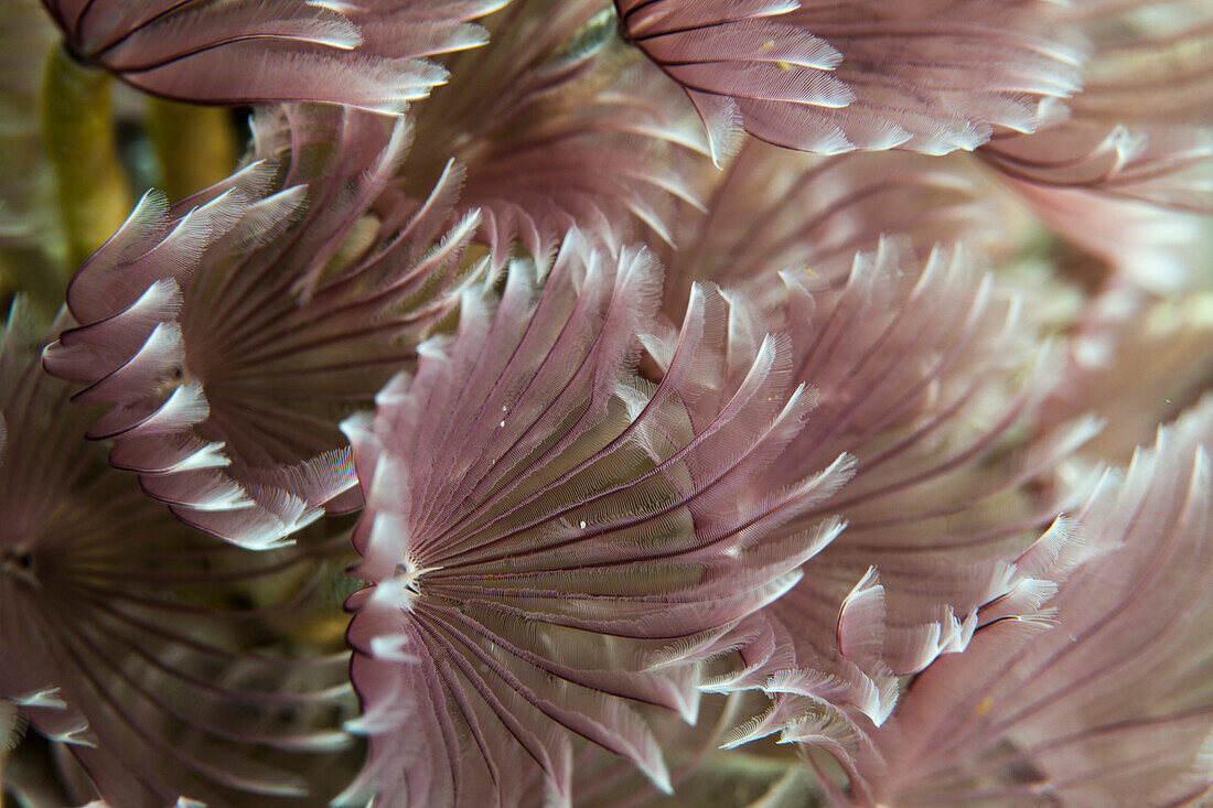 Macro photograph of Caribbean Feather Duster Tube Worms on a coral reef near Staniel Cay, Exuma, Bahamas.