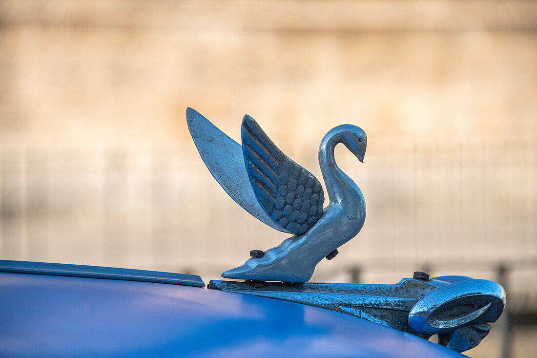 Nahaufnahme einer Schwan-Haubenverzierung auf einem klassischen blauen amerikanischen Auto in Vieja, Alt-Habana, Havanna, Kuba.