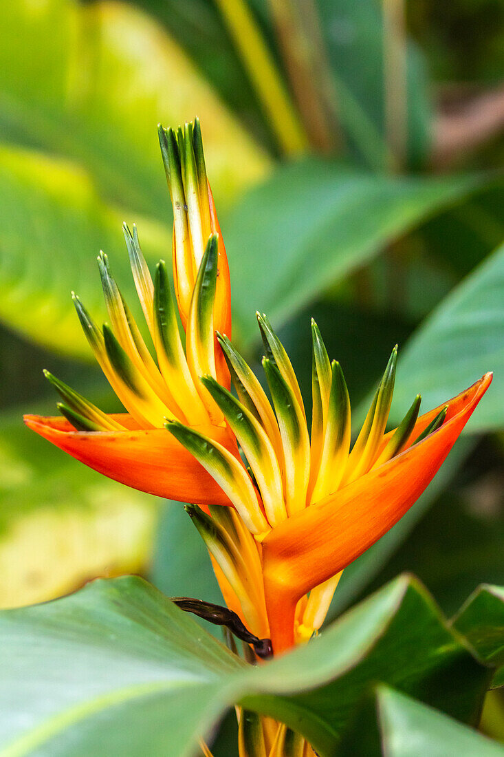 Caribbean, Trinidad, Asa Wright Nature Center. Bird of paradise blossom