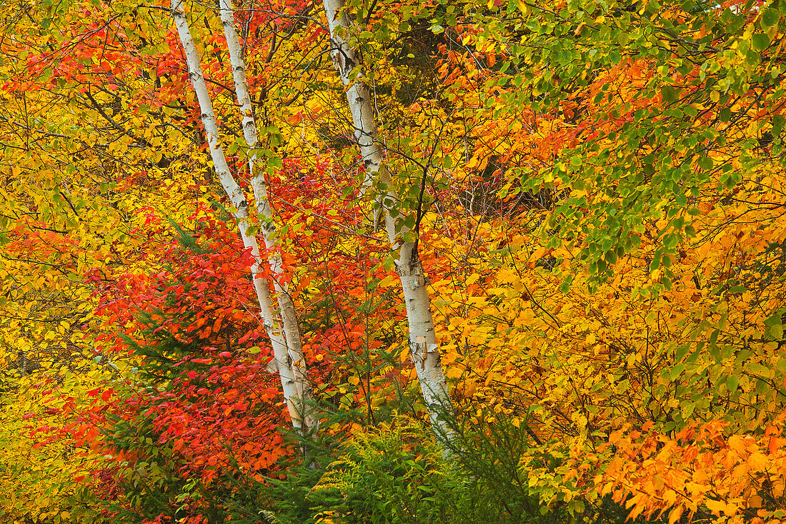 Kanada, Québec, La Mauricie-Nationalpark. Herbstliche Waldfarben