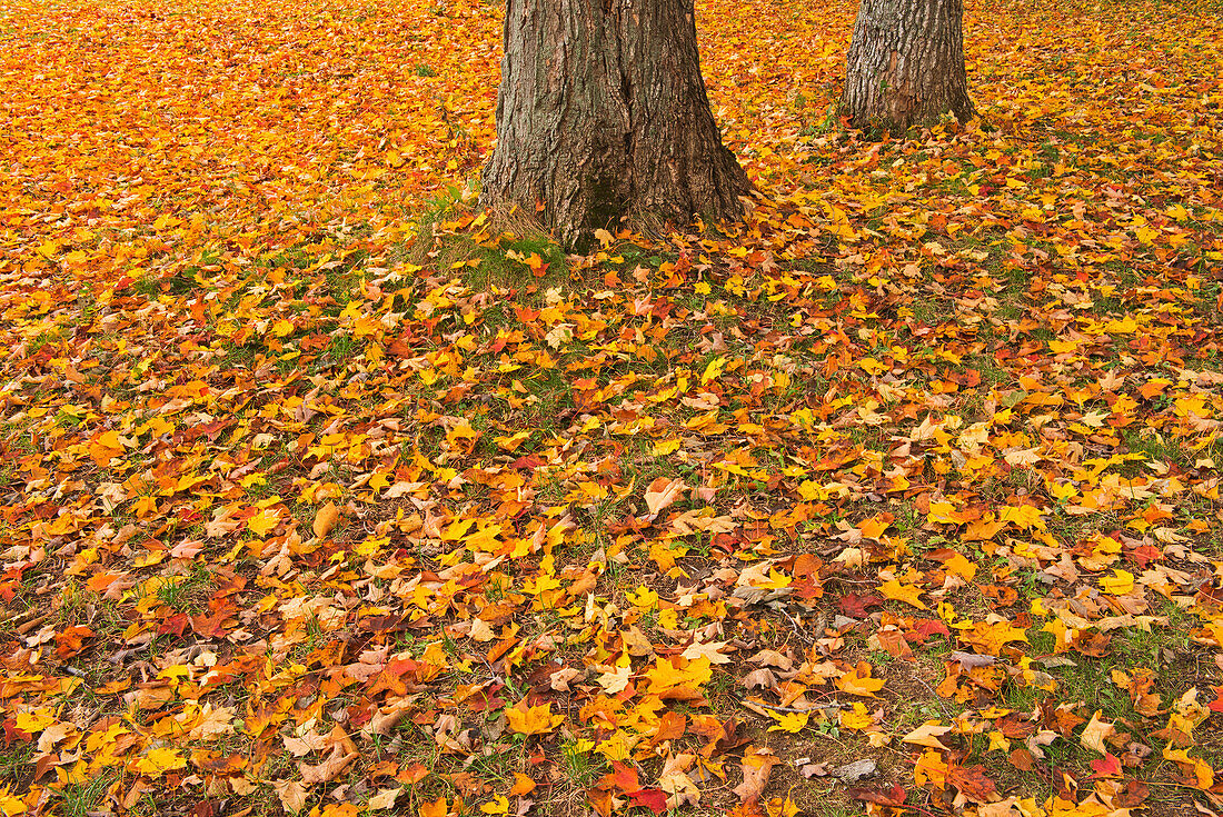 Kanada, Québec, St. Michel de Belle Chasse. Blätter des Zuckerahorns im Herbst.