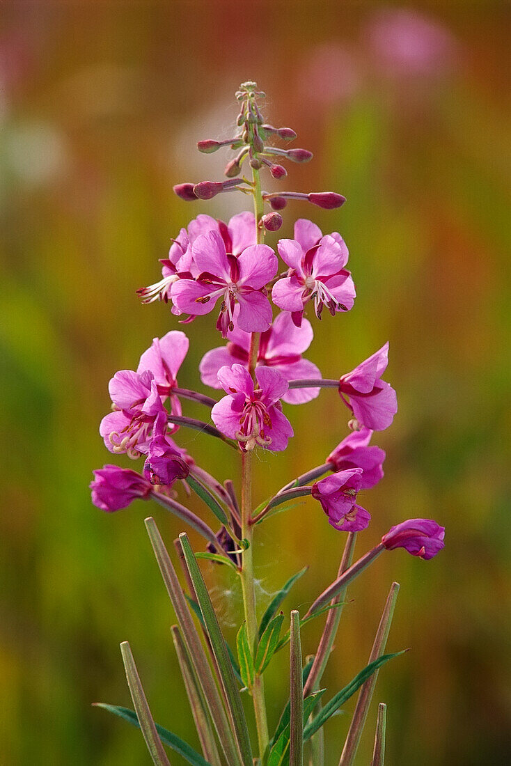 Canada, Yukon, Watson Lake. Fireweed blossoms close-up.