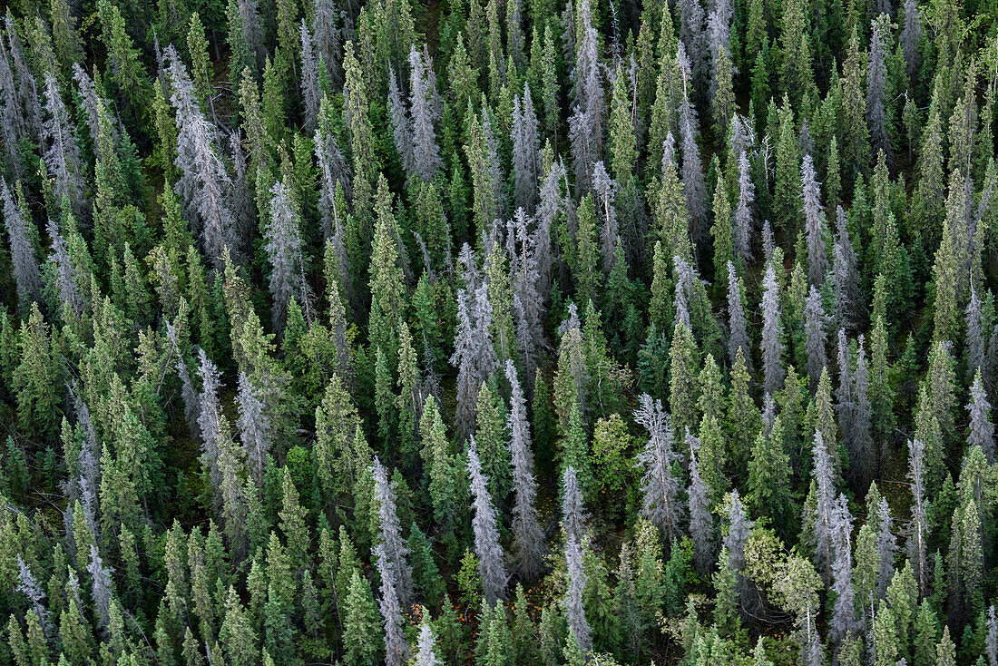 Canada, Yukon, Kluane National Park. Mix of living and dead white spruce trees.