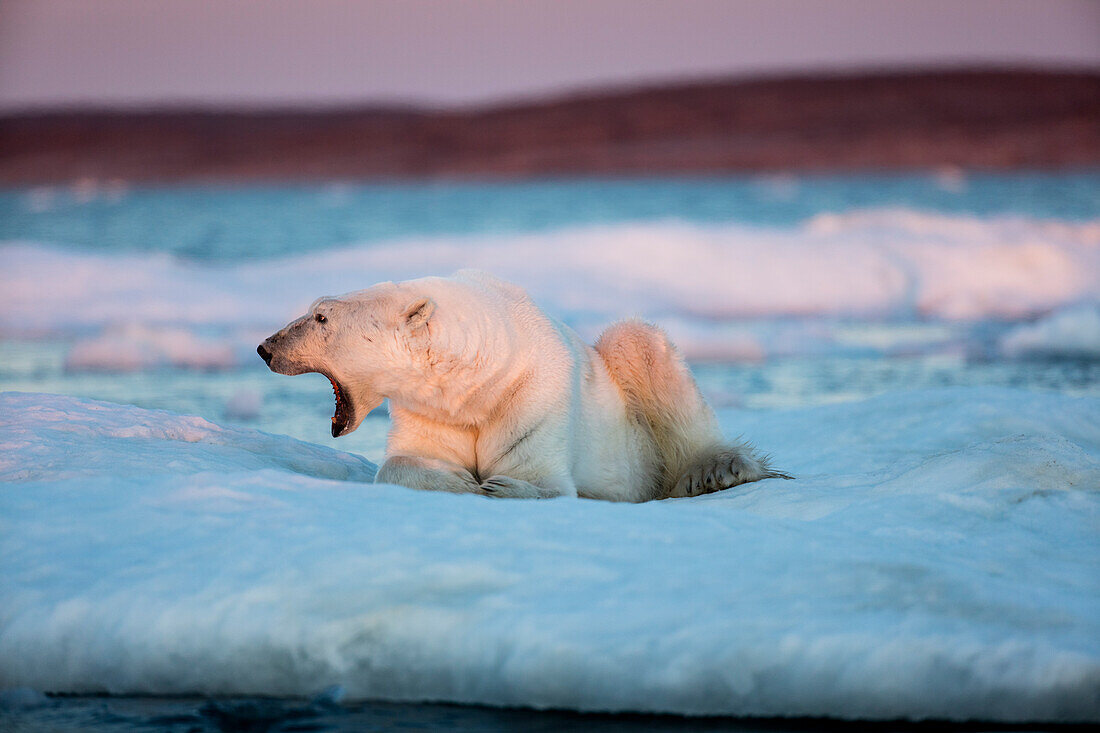 Canada, Nunavut Territory, Adult male Polar Bear (Ursus maritimus) yawns while resting on drifting pack ice near mouth of Wager Bay and Ukkusiksalik National Park (Large format sizes available)