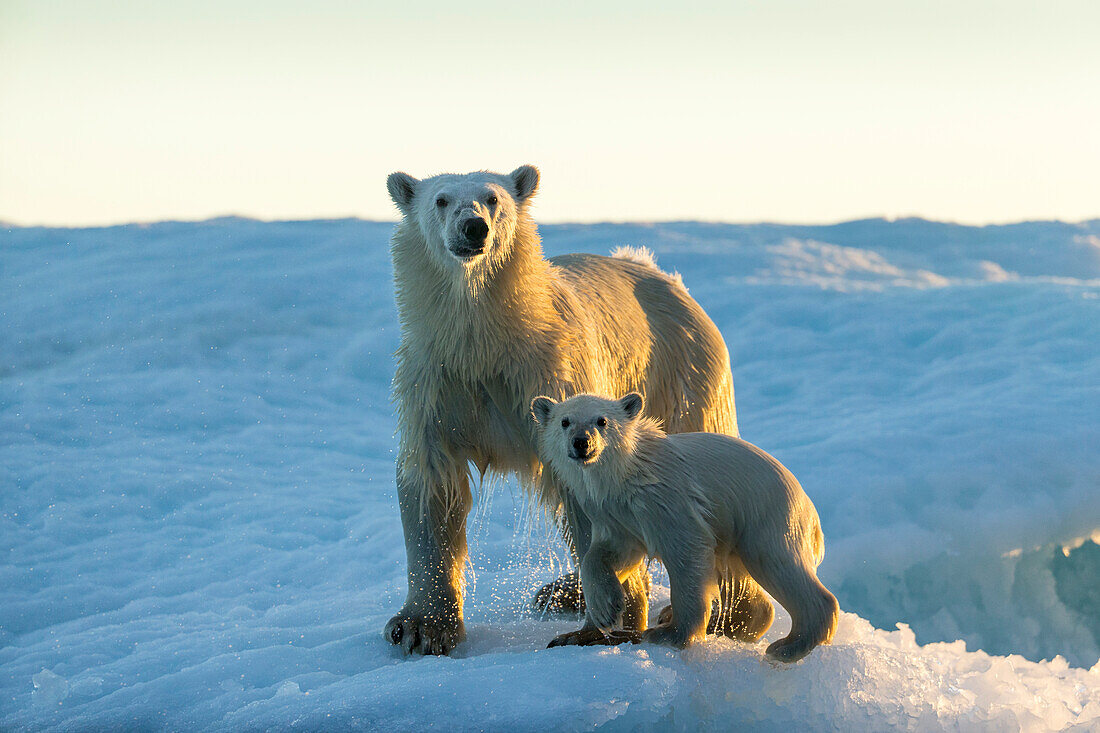 Canada, Nunavut Territory, Repulse Bay, Polar Bear and Cub (Ursus maritimus) standing on sea ice at sunset near Harbor Islands