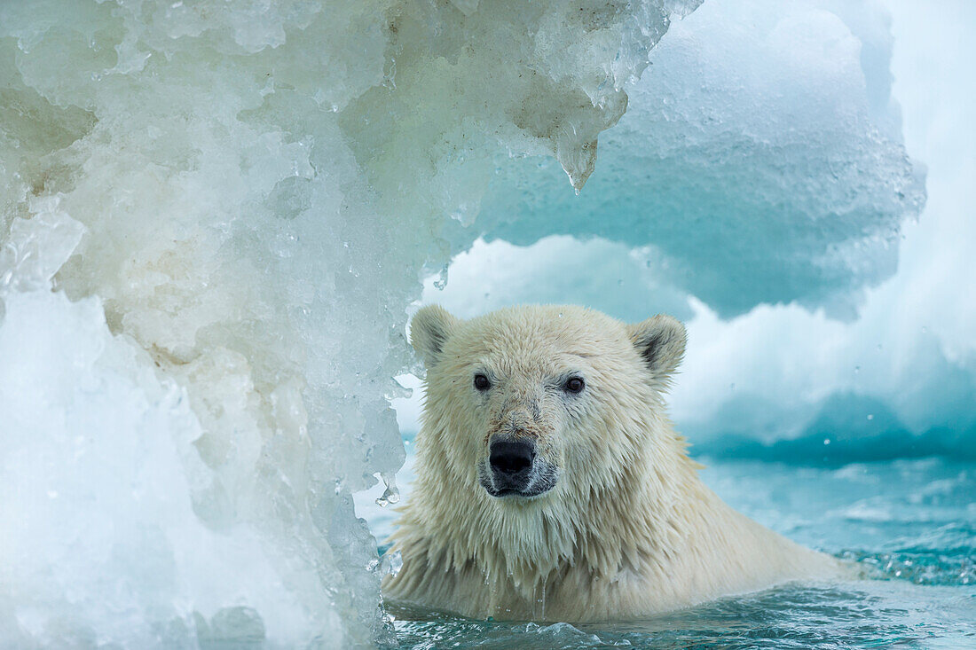 Kanada, Nunavut Territorium, Repulse Bay, Eisbär (Ursus maritimus) schwimmt durch schmelzendes Meereis in der Nähe der Harbor Islands