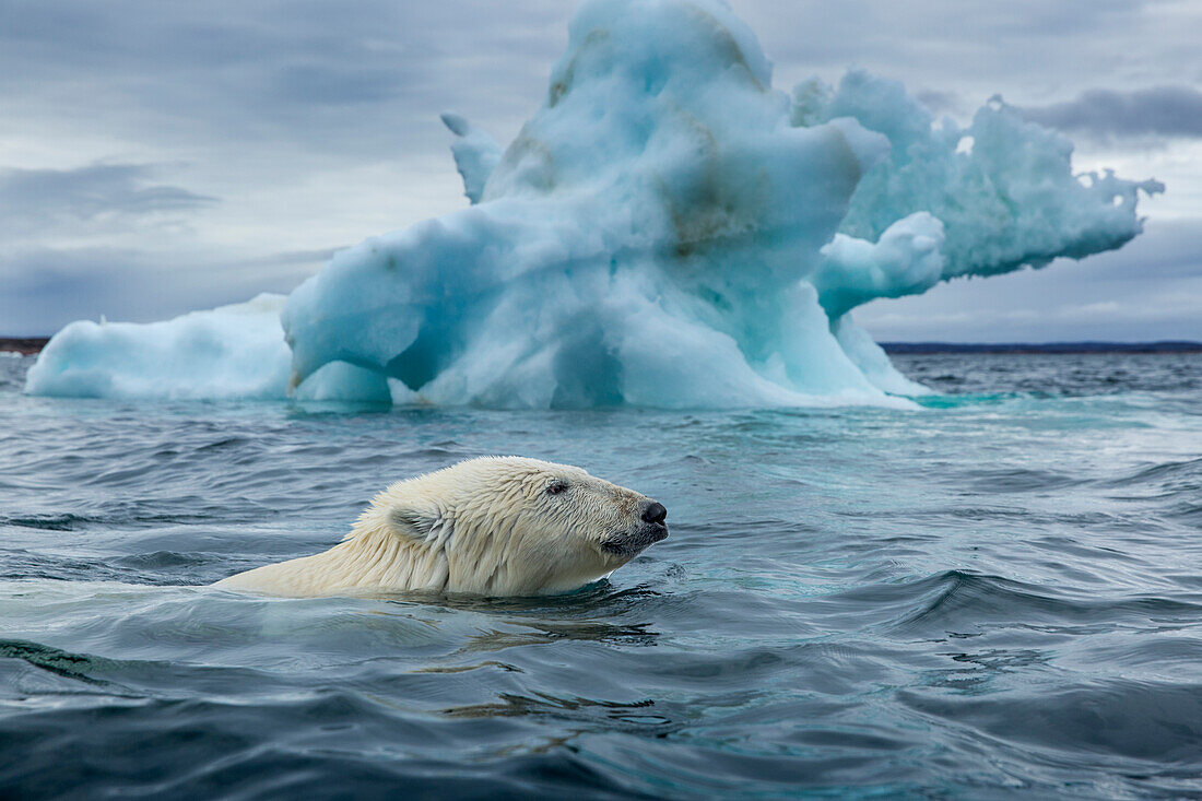 Canada, Nunavut Territory, Repulse Bay, Polar Bear (Ursus maritimus) swimming past melting iceberg near Harbor Islands