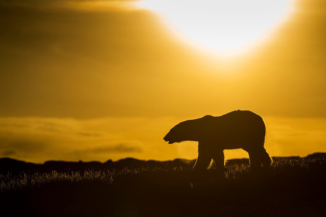 Canada, Nunavut Territory, Repulse Bay, Polar Bear (Ursus maritimus) walking at sunset in hills along rocky coastline of Hudson Bay near Arctic Circle