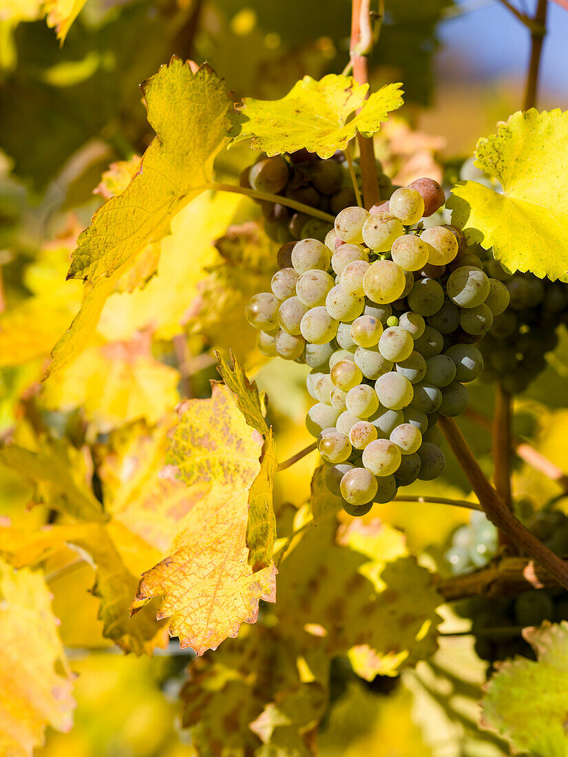 Vineyards near village Spitz in the Wachau. The Wachau is a famous vineyard and listed as Wachau Cultural Landscape as UNESCO World Heritage. Austria (Large format sizes available)