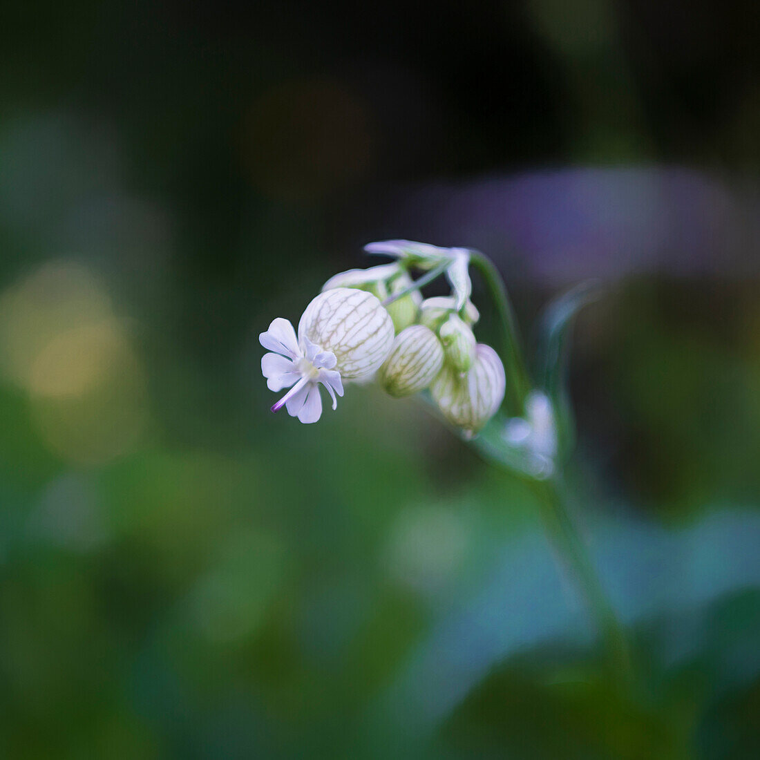 Square format of wildflower in spring