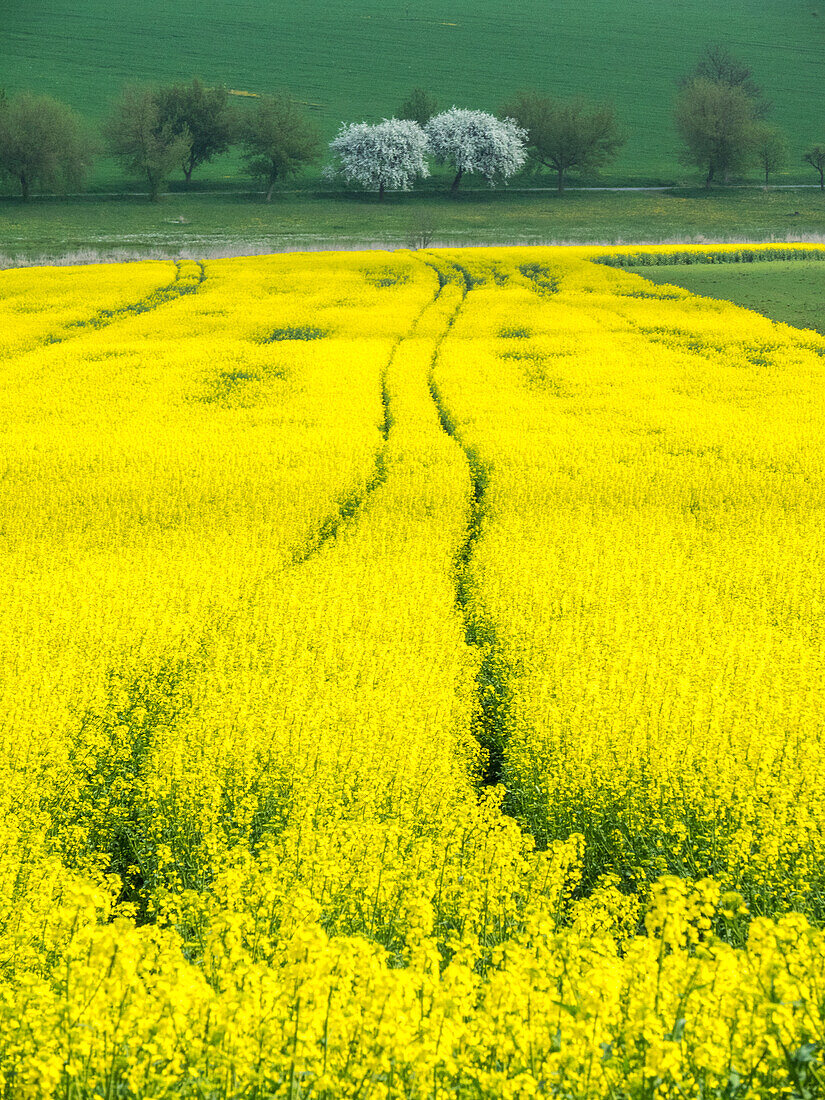 Tschechische Republik. Spuren im Rapsfeld.