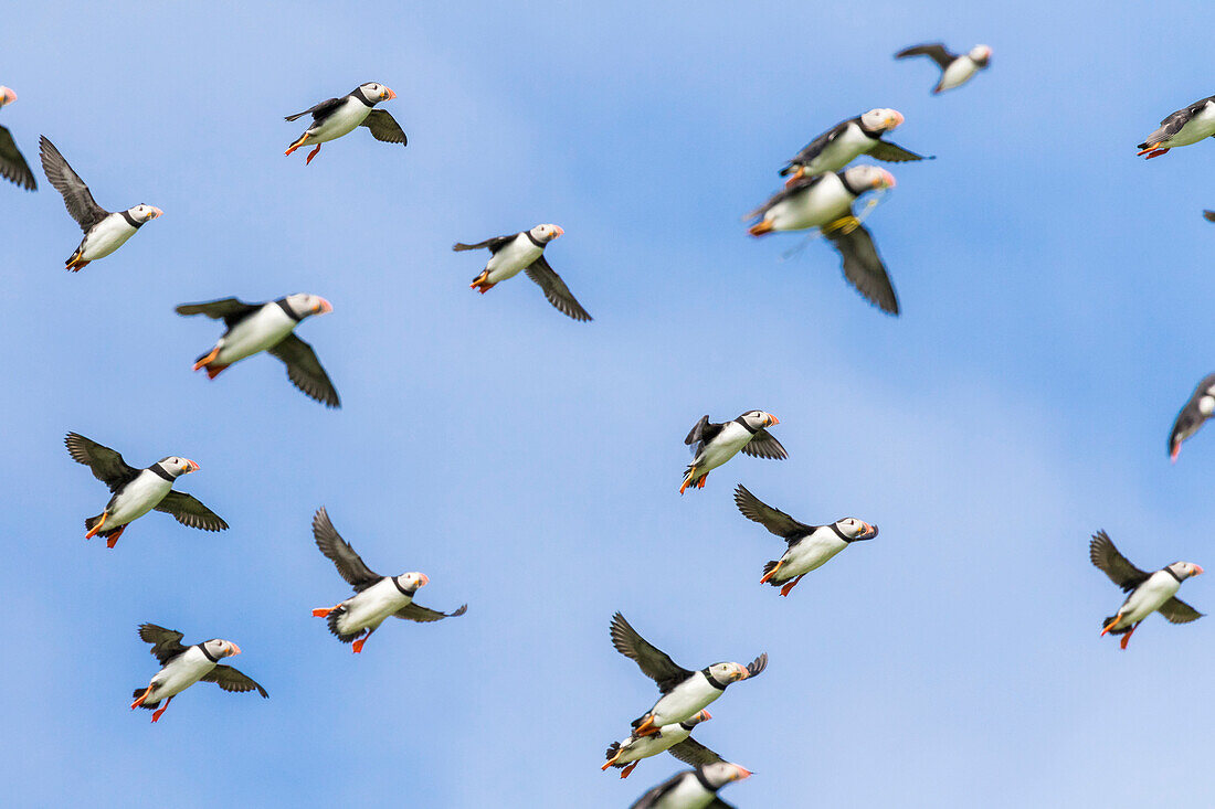 Atlantic Puffin (Fratercula Arctica) In A Puffinry On Mykines, Part Of The Faroe Islands In The North Atlantic. A Flock Approaching The Colony. Denmark, Faroe Islands