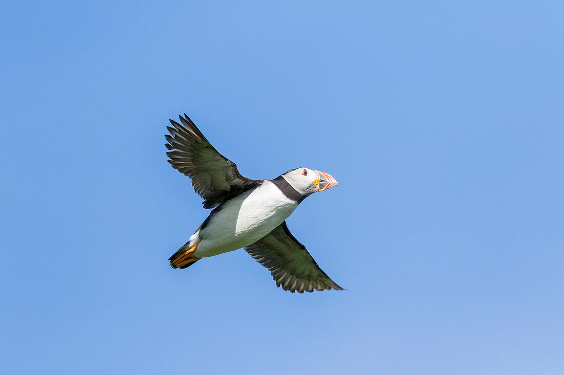 Atlantic Puffin (Fratercula Arctica) In A Puffinry On Mykines, Part Of The Faroe Islands In The North Atlantic. Denmark