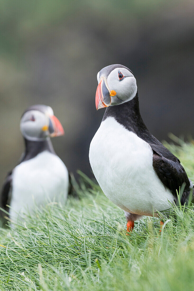 Atlantic Puffin (Fratercula Arctica) In A Puffinry On Mykines, Part Of The Faroe Islands In The North Atlantic. Denmark