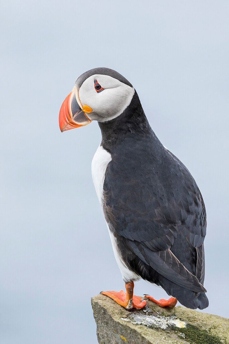 Papageientaucher (Fratercula Arctica) in einem Papageientaucherhaus auf Mykines, einem Teil der Färöer Inseln im Nordatlantik. Dänemark