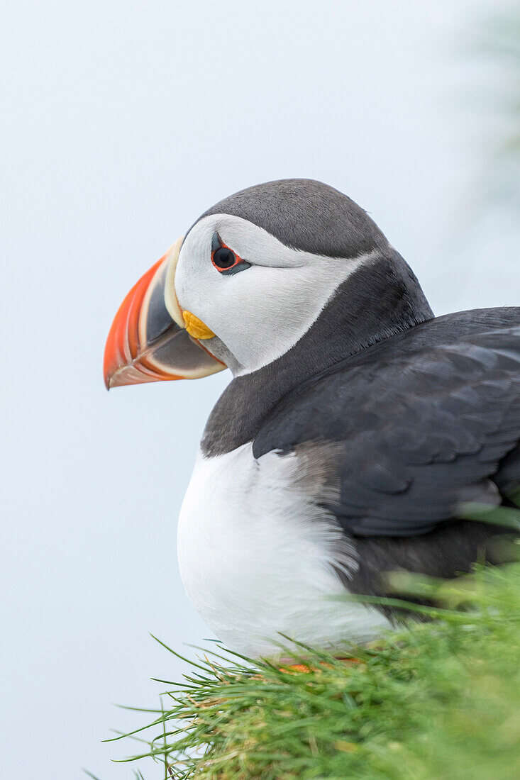 Atlantic Puffin (Fratercula Arctica) In A Puffinry On Mykines, Part Of The Faroe Islands In The North Atlantic. Denmark