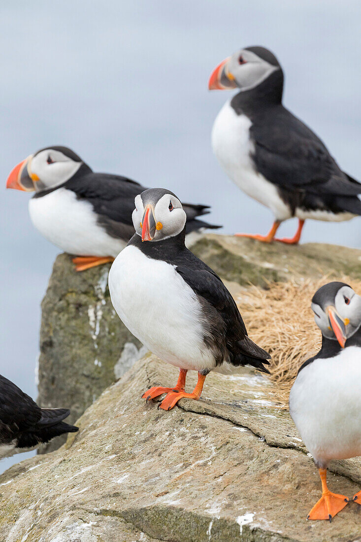 Atlantic Puffin (Fratercula Arctica) In A Puffinry On Mykines, Part Of The Faroe Islands In The North Atlantic. Denmark