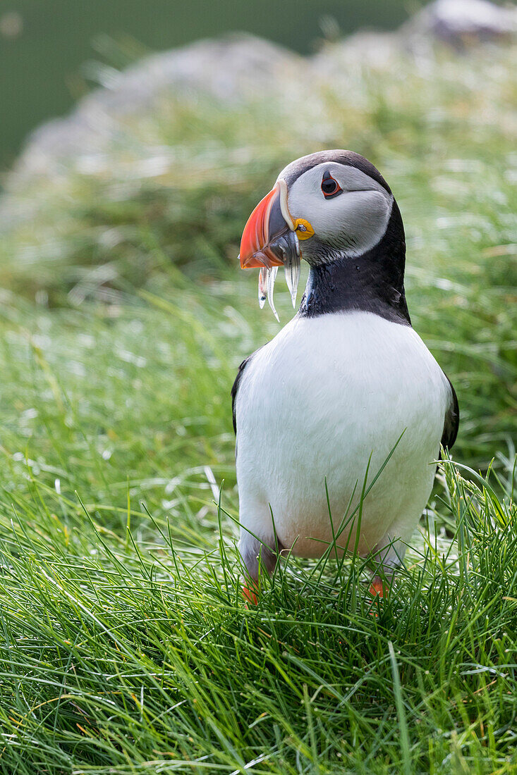 Atlantic Puffin (Fratercula Arctica) In A Puffinry On Mykines, Part Of The Faroe Islands In The North Atlantic. Catch Of Fish (Sandeel) In Its Beak. Denmark, Faroe Islands