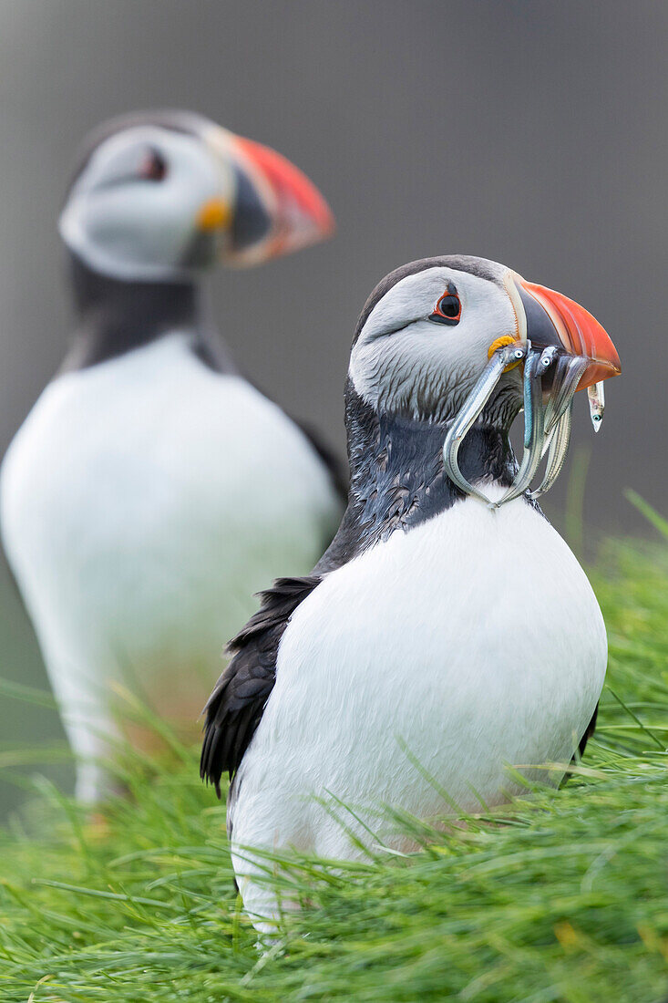 Atlantic Puffin (Fratercula Arctica) In A Puffinry On Mykines, Part Of The Faroe Islands In The North Atlantic. Catch Of Fish (Sandeel) In Its Beak. Denmark, Faroe Islands