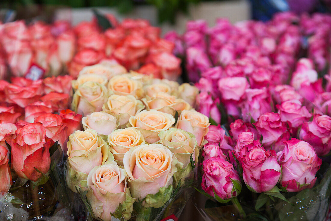 Dänemark, Seeland, Kopenhagen, Torvehallerne KPH, neuer Lebensmittelmarkt im Freien, Blumen